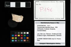 Foto (Objekt + Etikett) von Goniodromites bidentatus (Reuss, 1858)  (NHMW-GEO-2014-0194-0196)